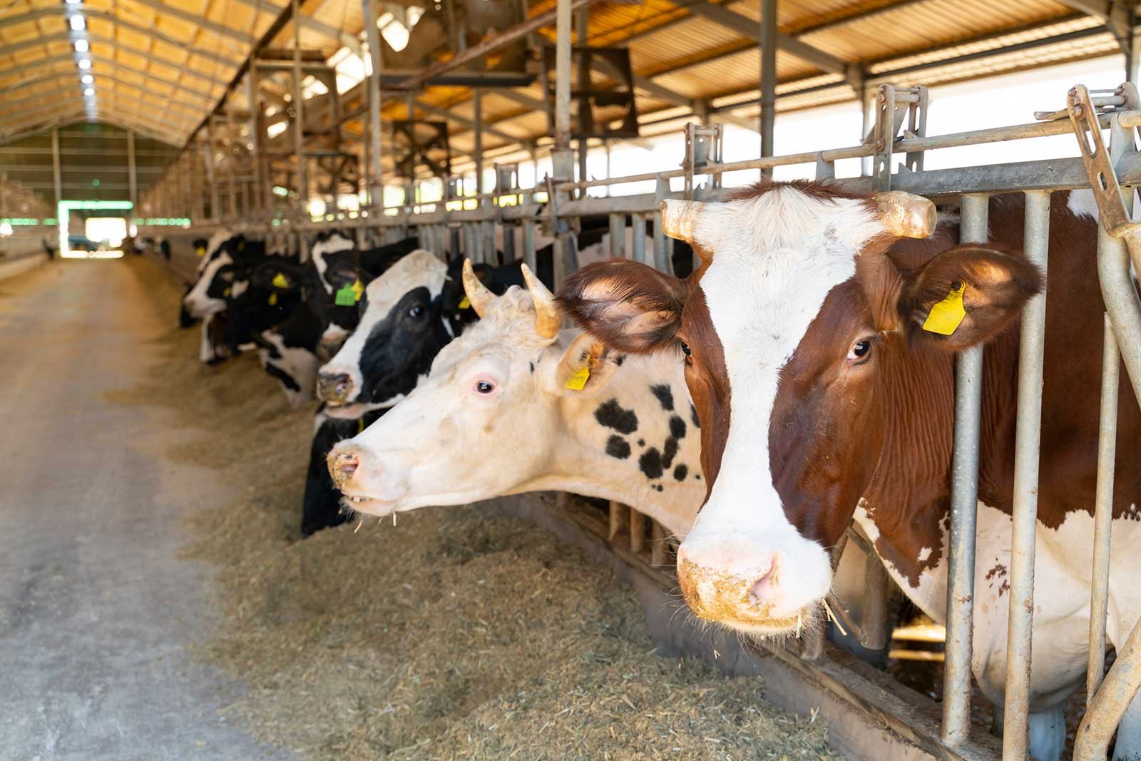 A dairy farm in Ontario with cows eating