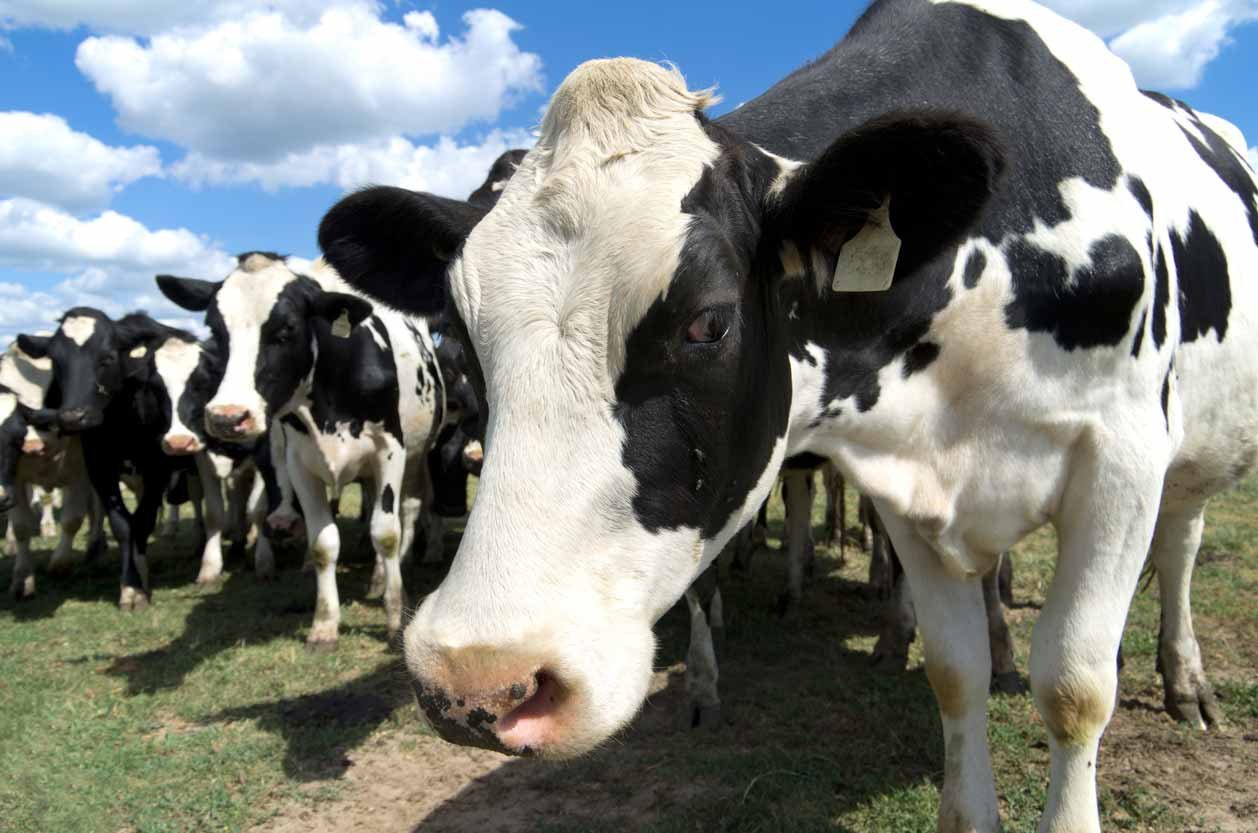 Canadian Dairy Cows in a field