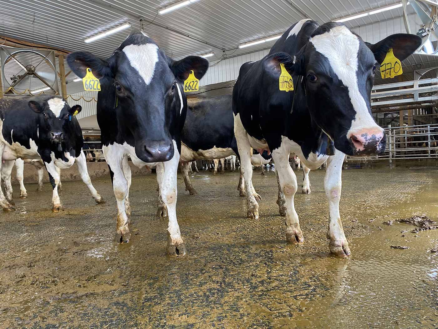 Canadian Dairy cows in a farm with rubber mats flooring from Legend Rubber