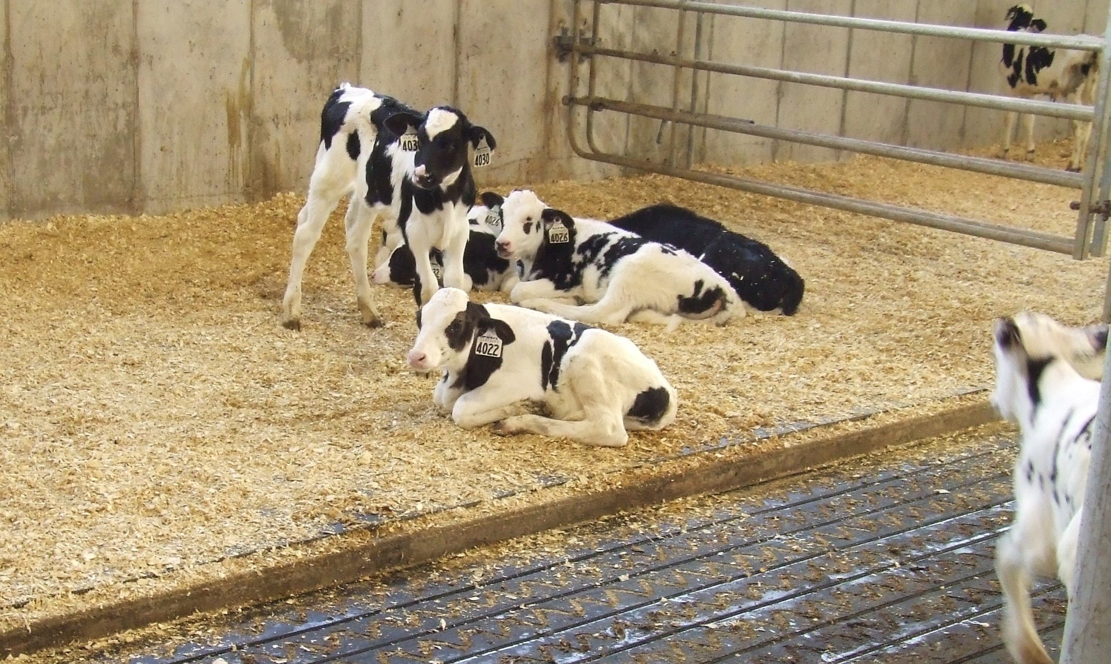 Calving pens