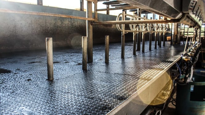 Rubber mats flooring in a dairy farm