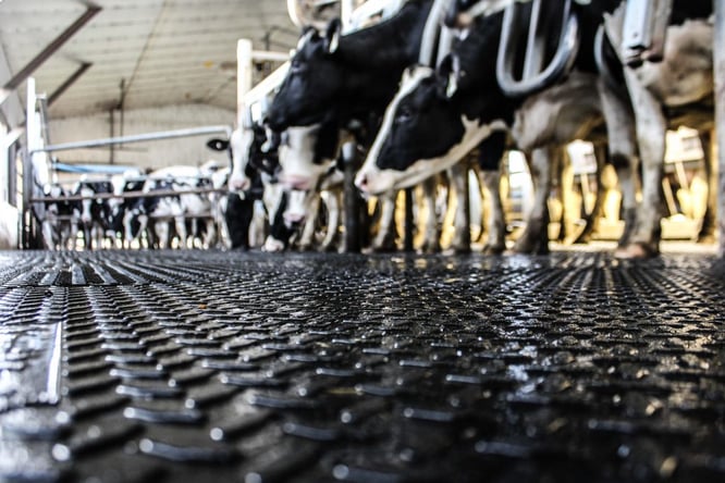 Rubber mats flooring in a dairy farm