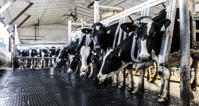 Dairy cows standing comfortably on rubber matting in a well-maintained parlour, illustrating optimal cow comfort.