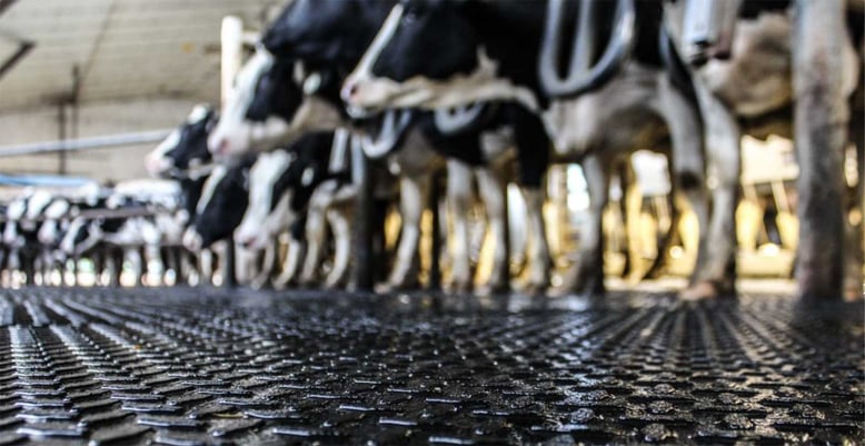 Rubber mats in a dairy farm with cows