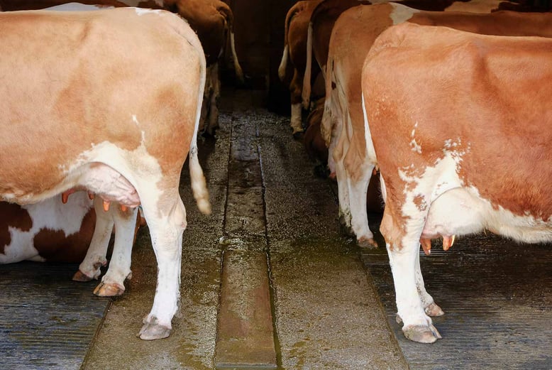 The-legs-of-dairy-cows-standing-on-concrete-flooring-