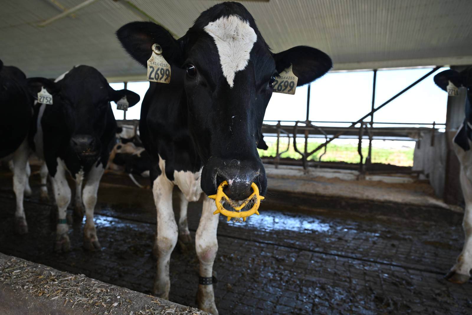 cow-standing-on-rubber-mat