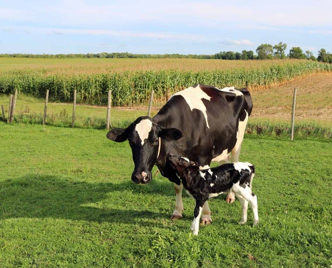 Canadian dairy cows in green pastures